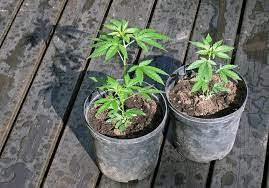 How To Grow Marijuana In Your Home